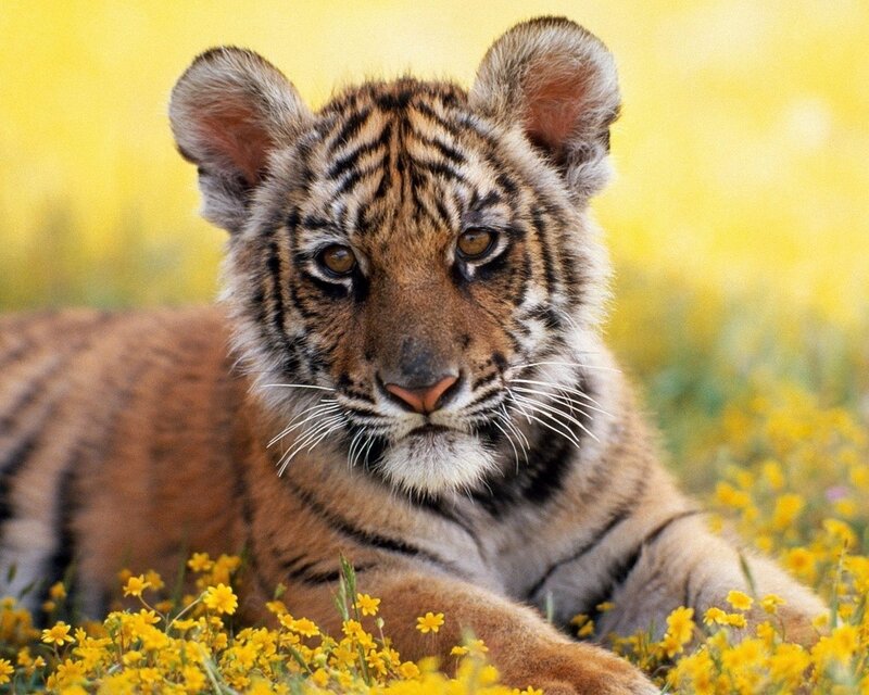 Tiger Cub in Flowers — Calm
