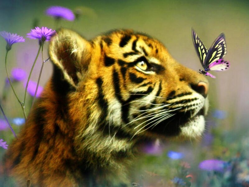 Tiger Cub in Flowers — Orange, Serene