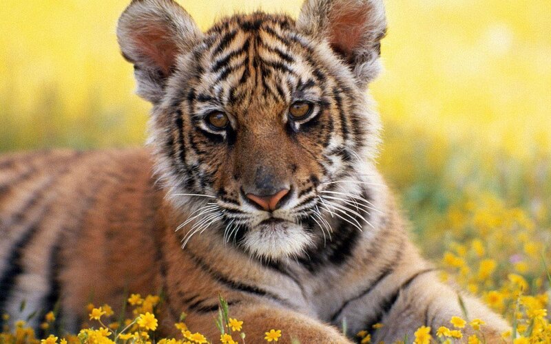 Tiger Cub in Flowers
