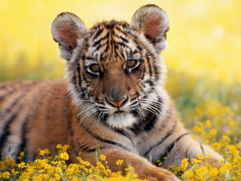 Tiger Cub in Flowers — Yellow, Calm, Afternoon, Photograph