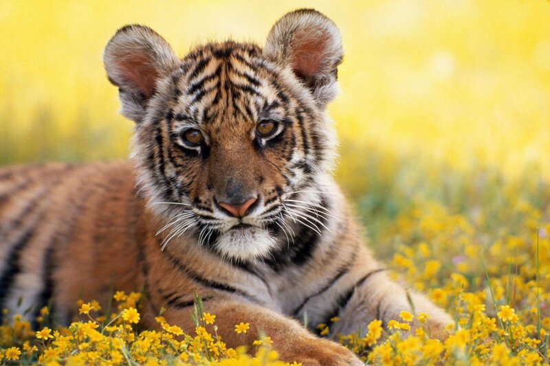 Tiger Cub in Flowers — Yellow