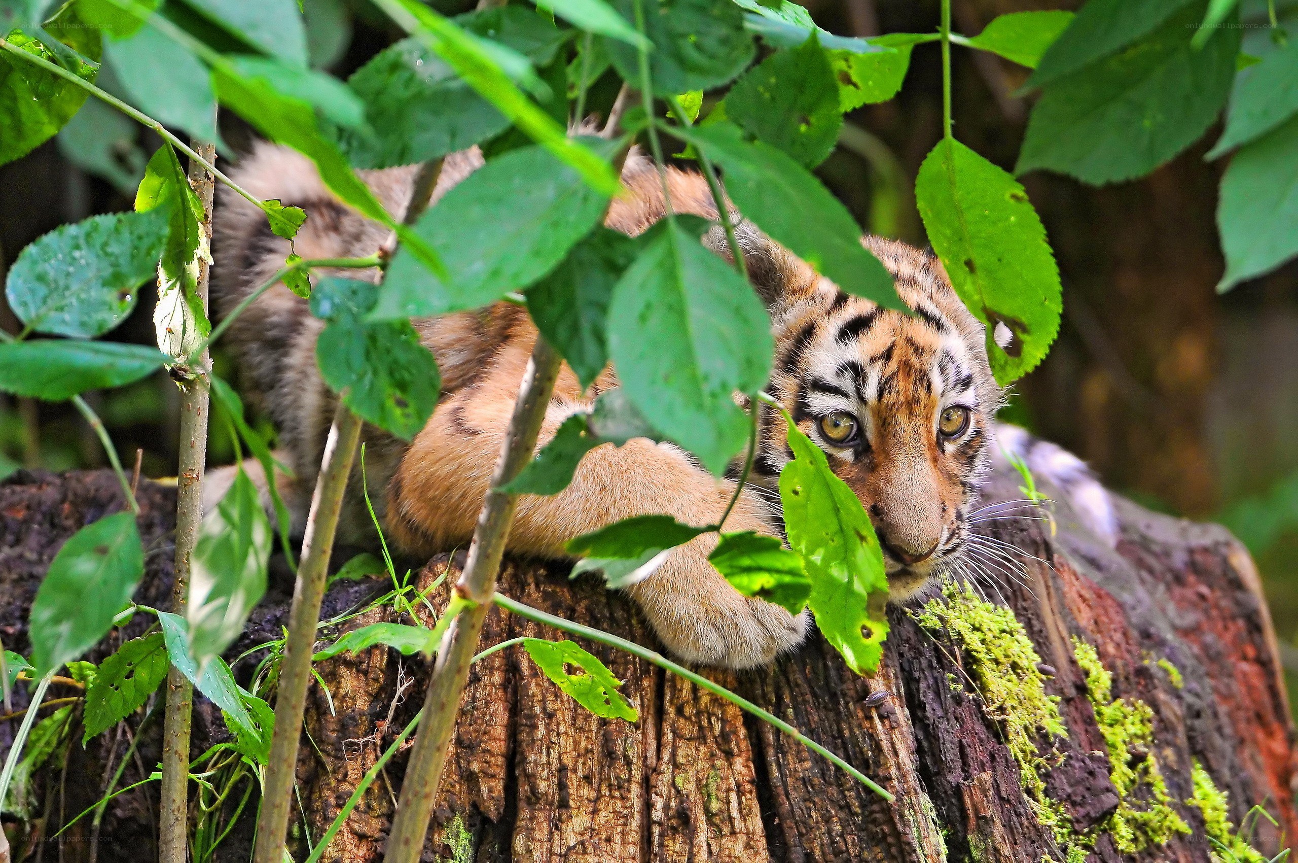 tiger cub in foliage