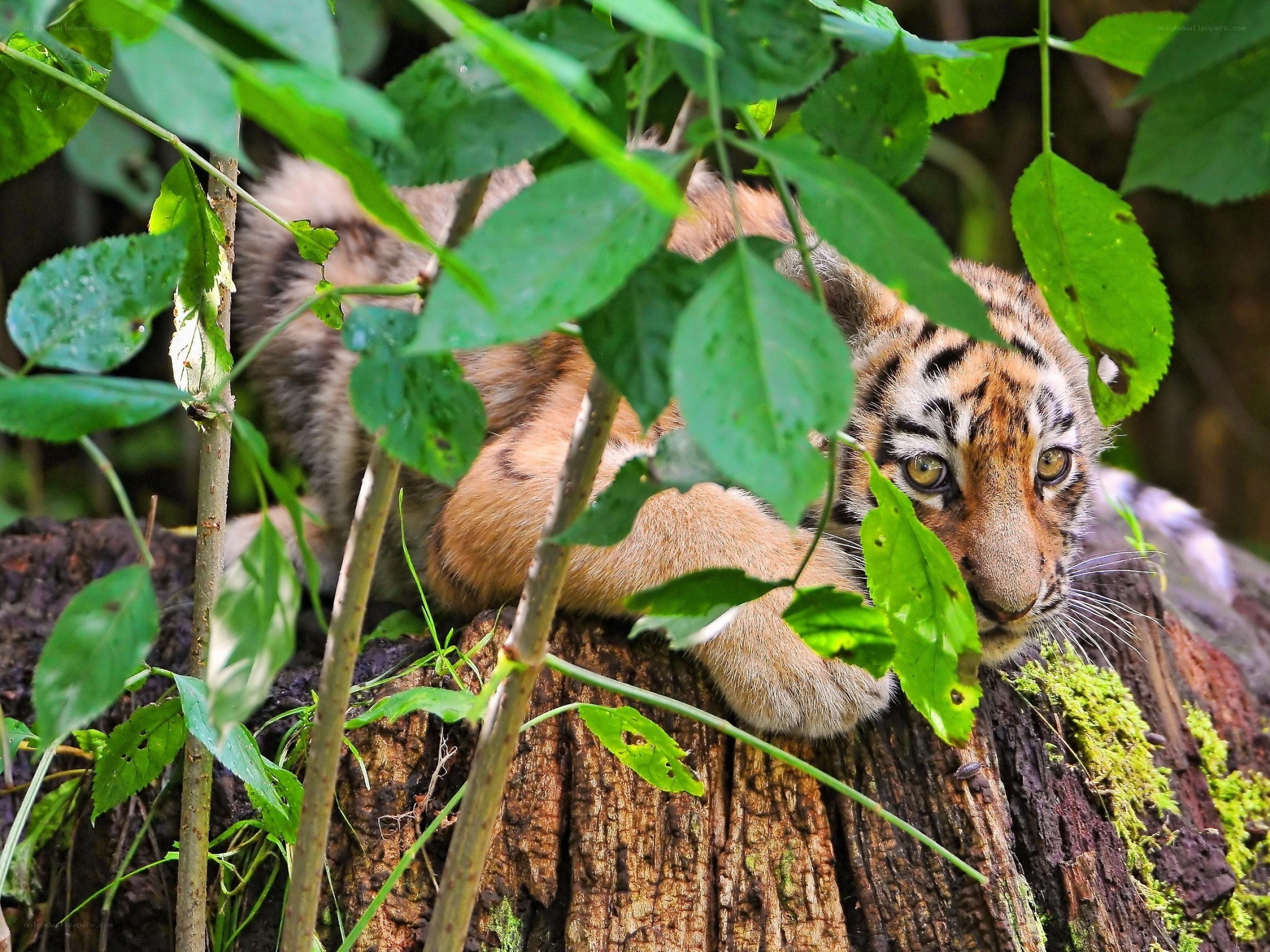 tiger cub in foliage