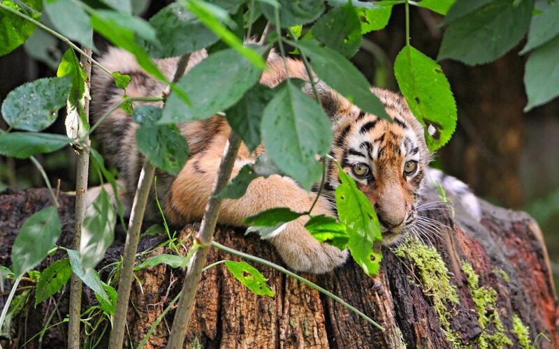 Tiger Cub in Foliage — Green, Natural