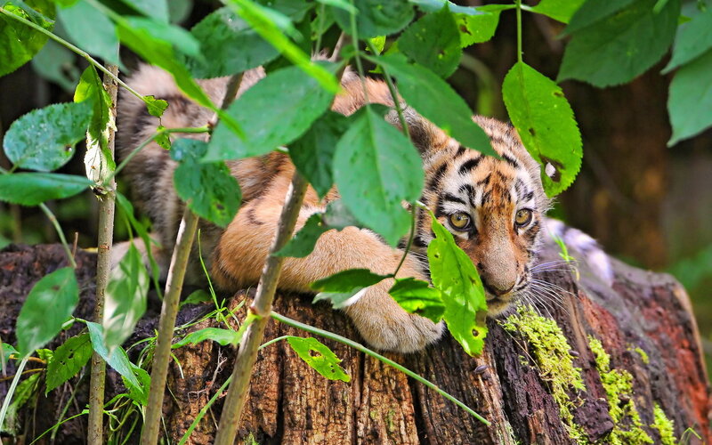 Tiger Cub in Foliage — Green