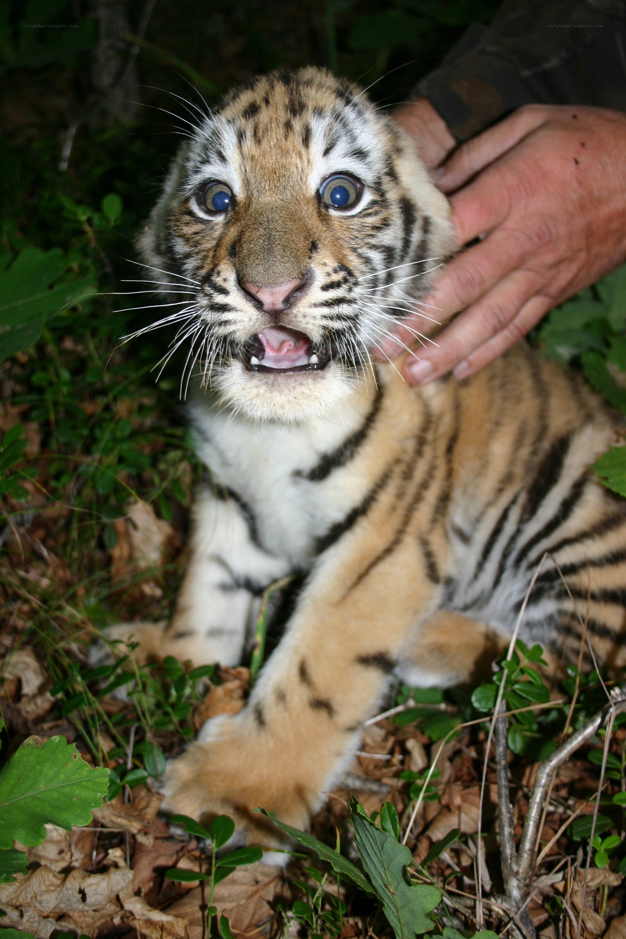 tiger cub in forest