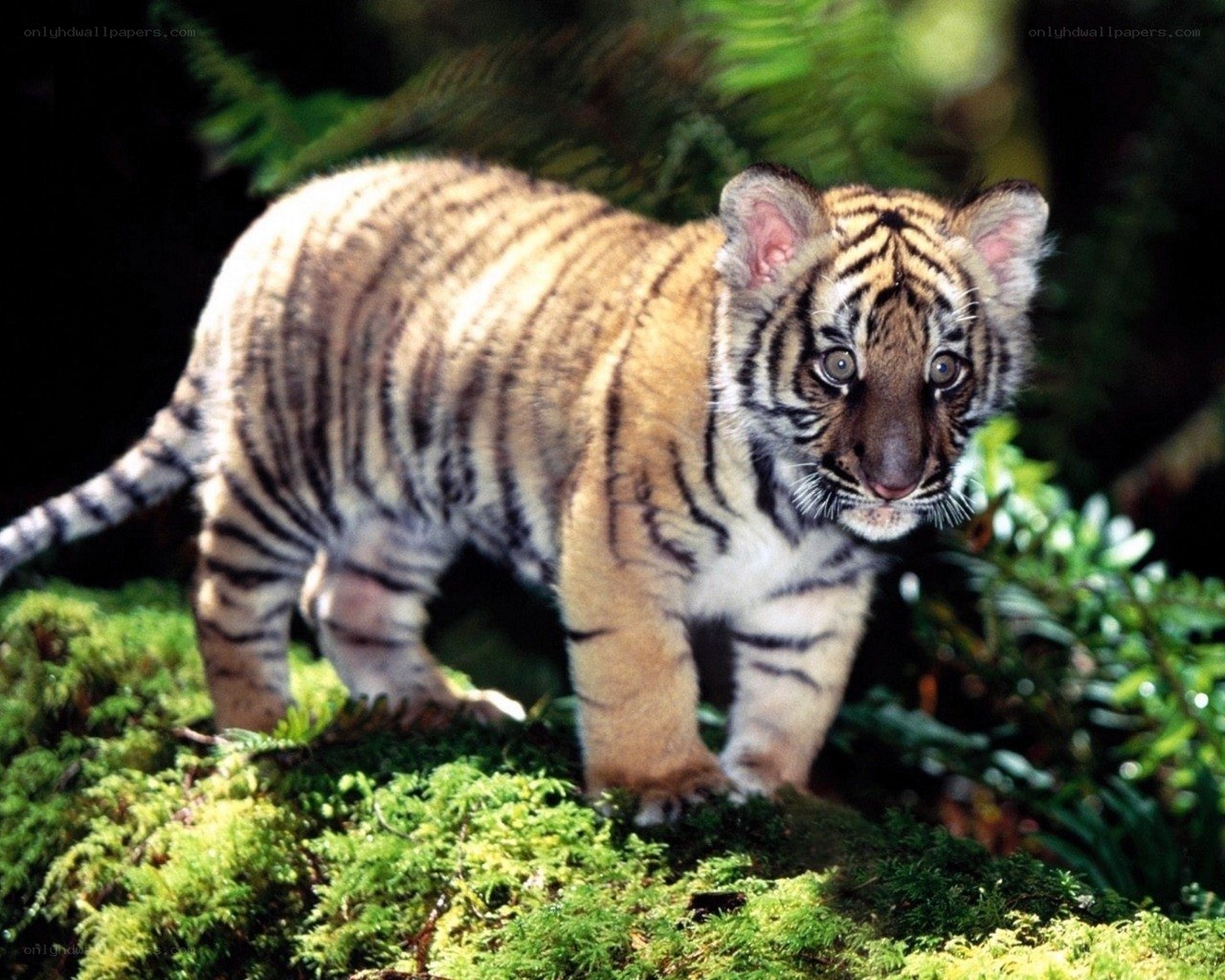 tiger cub in forest
