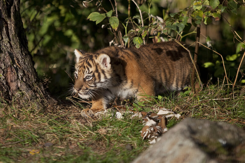 Tiger Cub in Forest — Brown, Natural, Afternoon