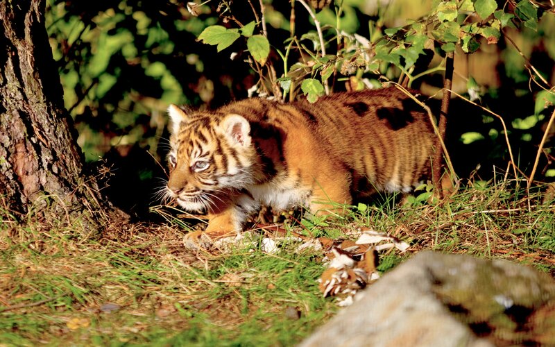 Tiger Cub in Forest — Brown, Natural