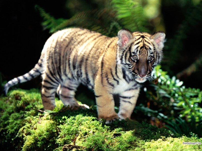 Tiger Cub in Forest — Green, Natural