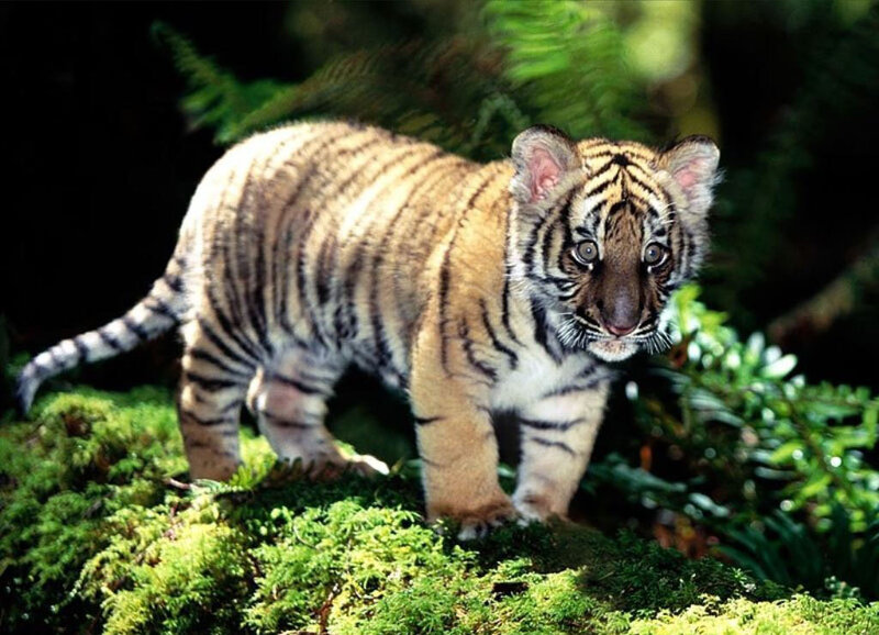 Tiger Cub in Forest — Green