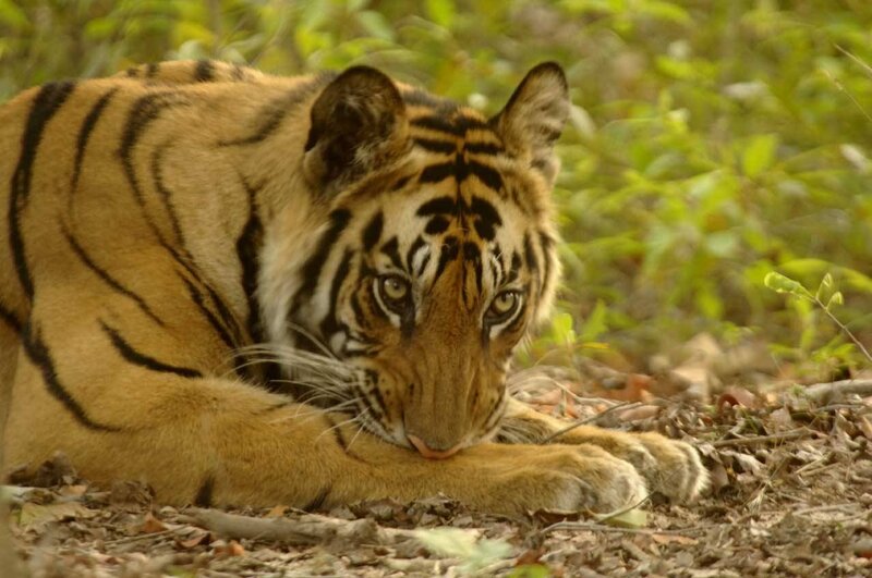 Tiger Cub in Forest — Orange