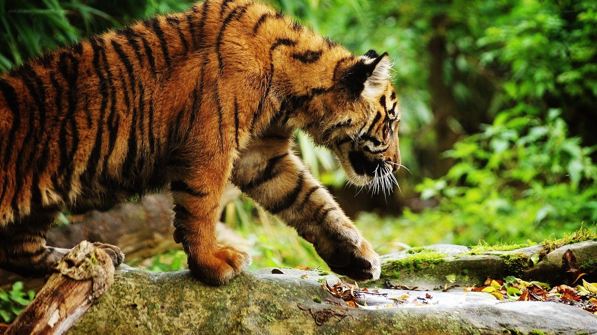 tiger cub in forest