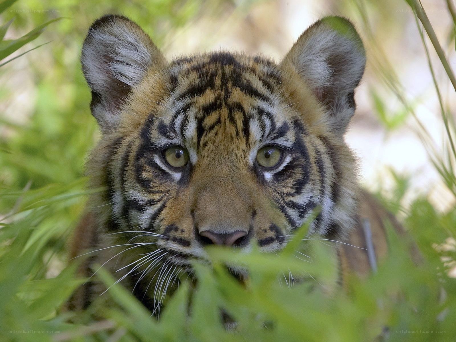 tiger cub in grass