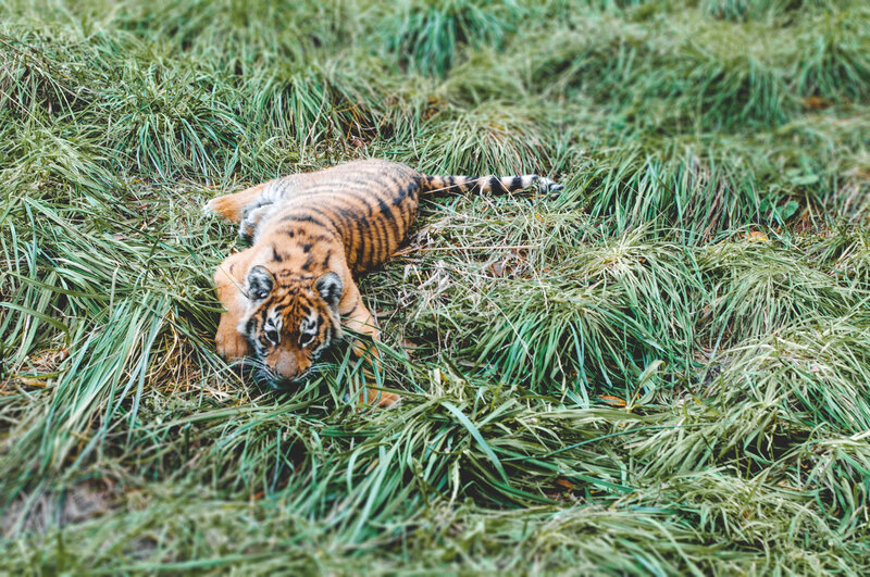 tiger cub in grass