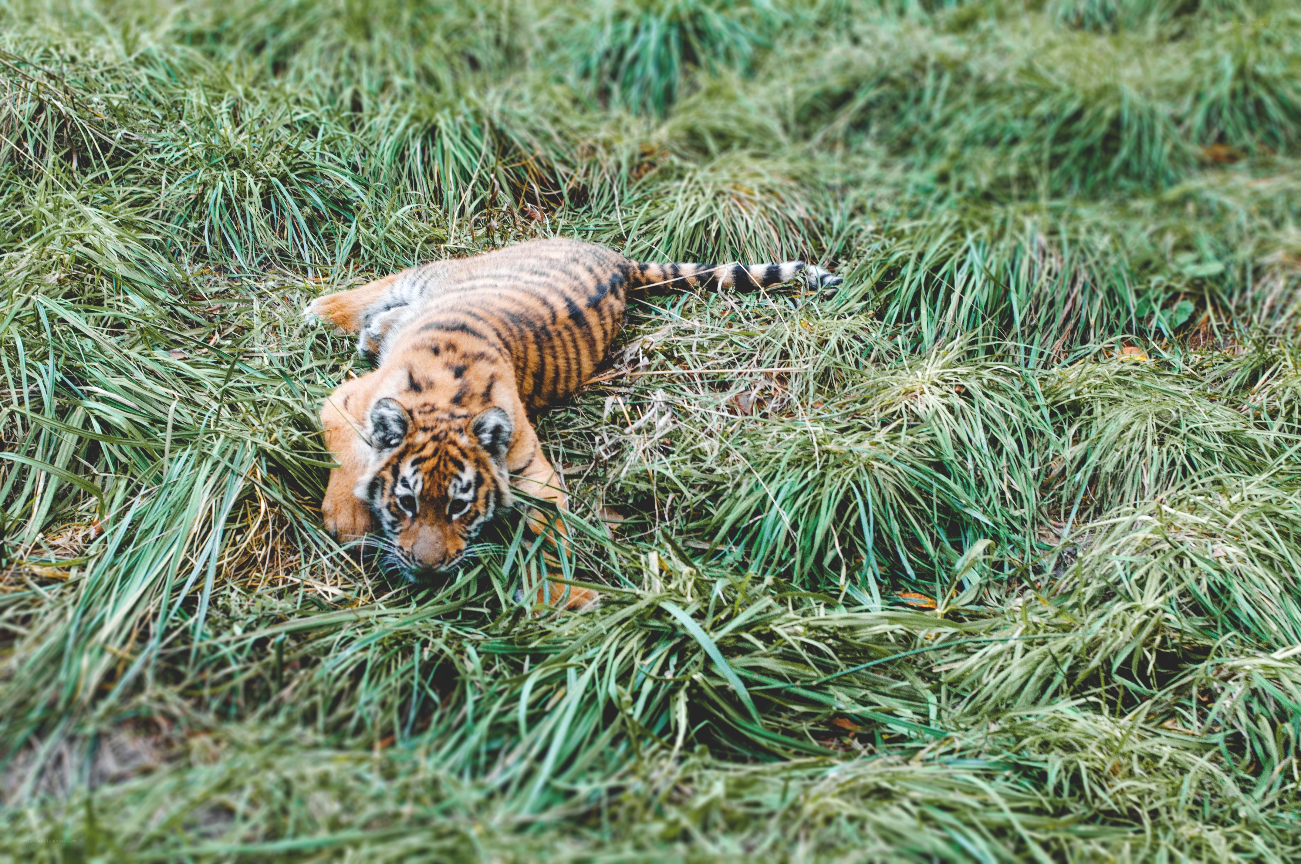 tiger cub in grass