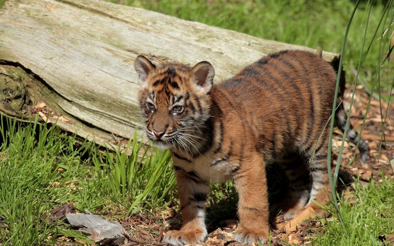 tiger cub in grass