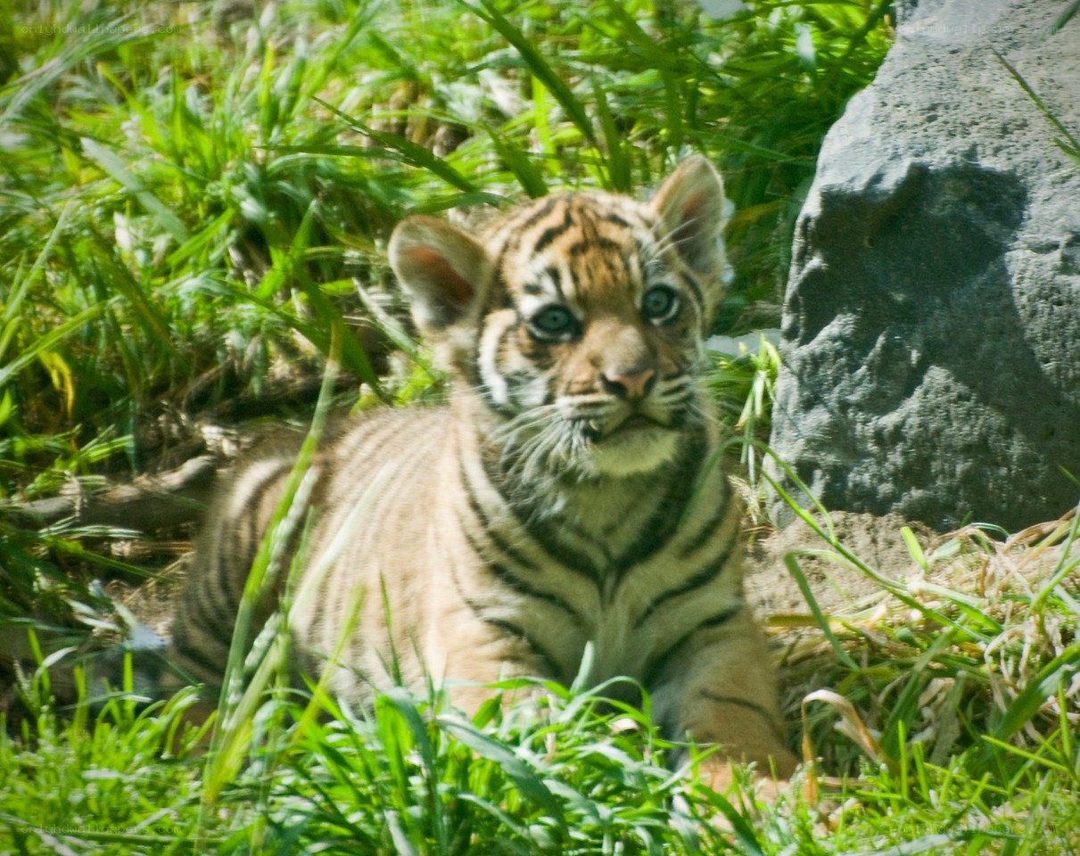 tiger cub in grass