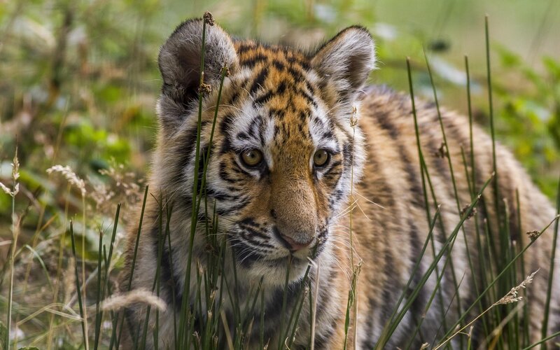 Tiger Cub in Grass — Brown, Alert