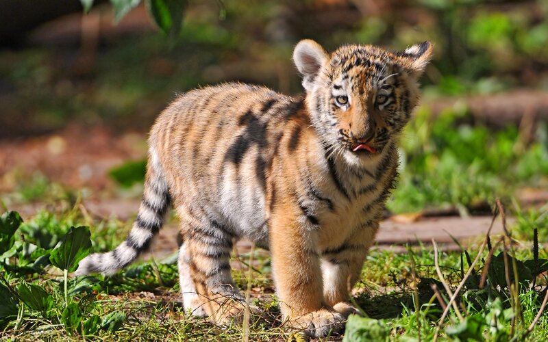 Tiger Cub in Grass — Brown, Curious
