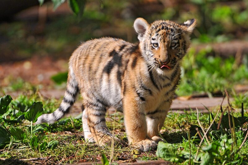 Tiger Cub in Grass — Brown
