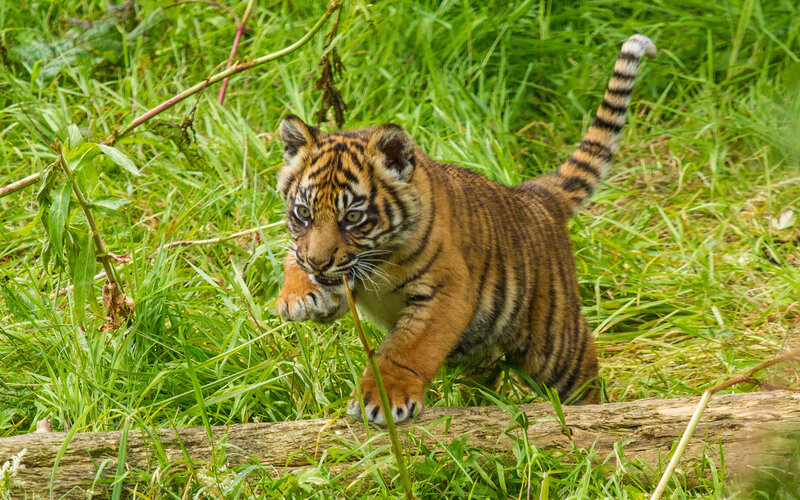 Tiger Cub in Grass — Green, Active