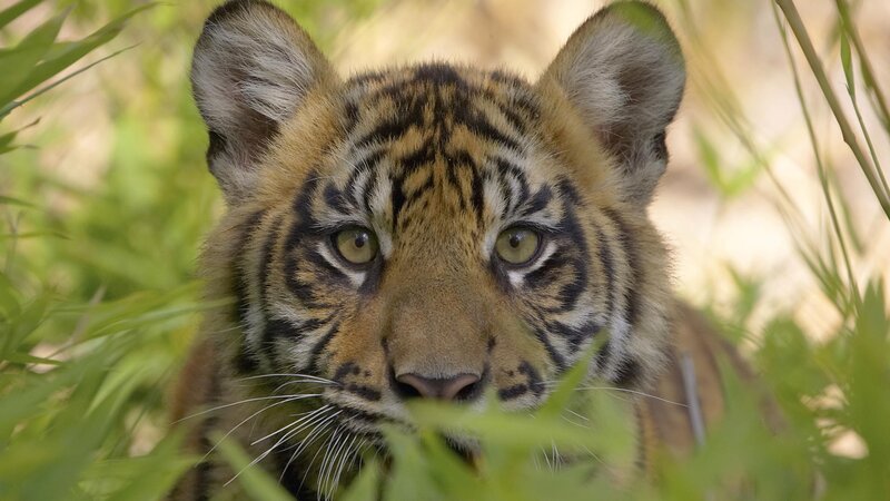 Tiger Cub in Grass — Green, Alert, Afternoon, Photograph, Brown