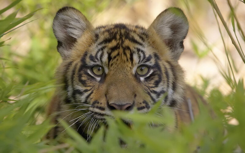 Tiger Cub in Grass — Green, Alert, Afternoon