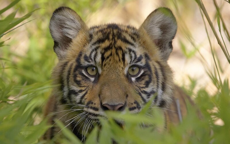 Tiger Cub in Grass — Green, Alert