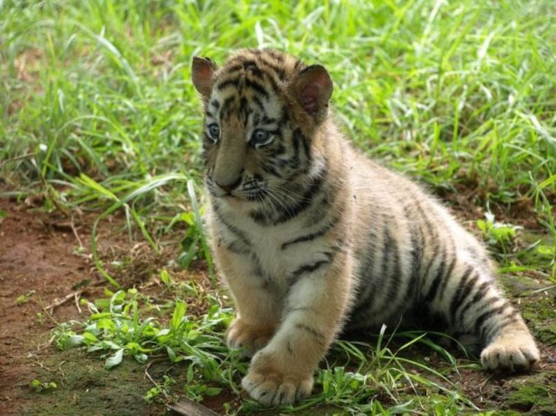 Tiger Cub in Grass — Green, Calm, Afternoon
