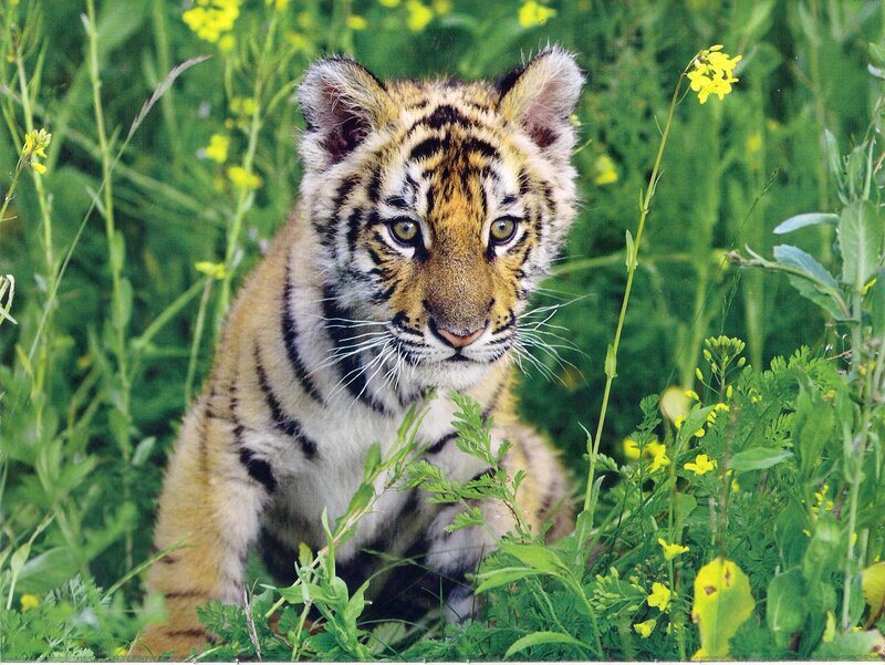 Tiger Cub in Grass — Green, Calm, Spring