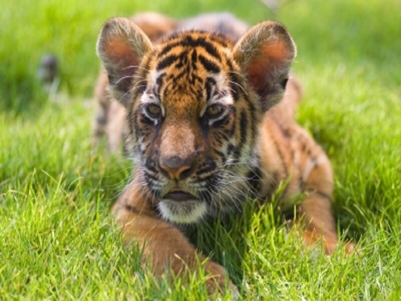 Tiger Cub in Grass — Green, Calm