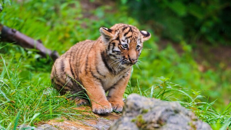 Tiger Cub in Grass — Green, Natural