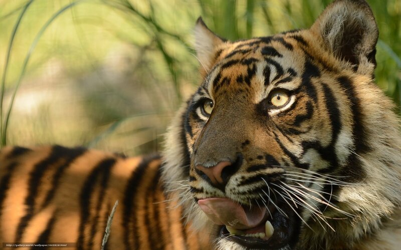 Tiger Cub in Grass — Orange, Alert, Afternoon