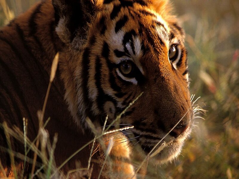 Tiger Cub in Grass — Orange, Alert