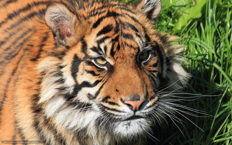 Tiger Cub in Grass — Orange, Calm, Afternoon