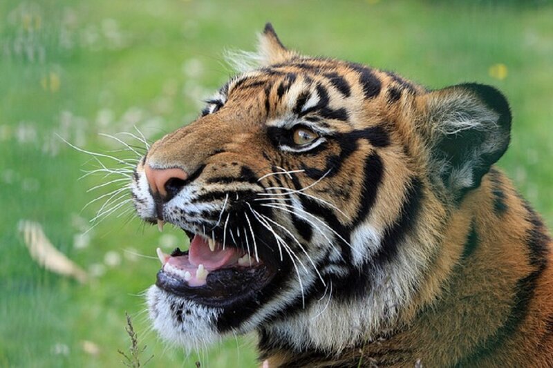 Tiger Cub in Grass — Orange, Intense