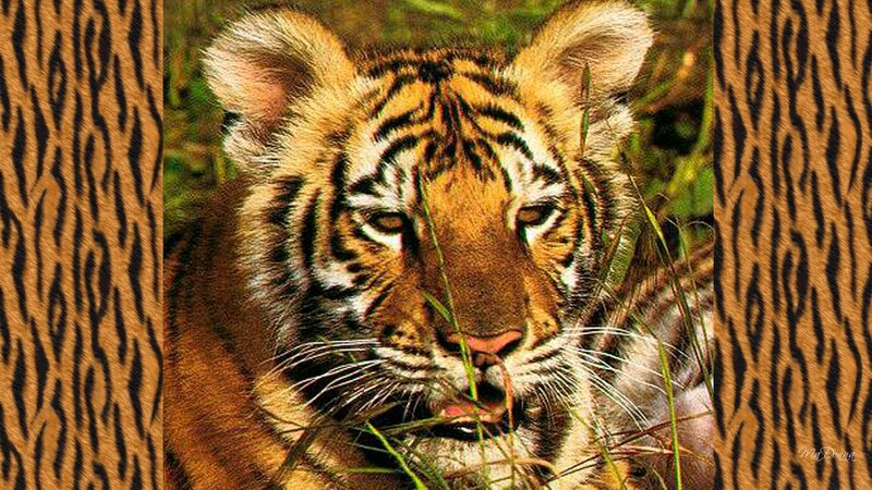 Tiger Cub in Grass — Orange