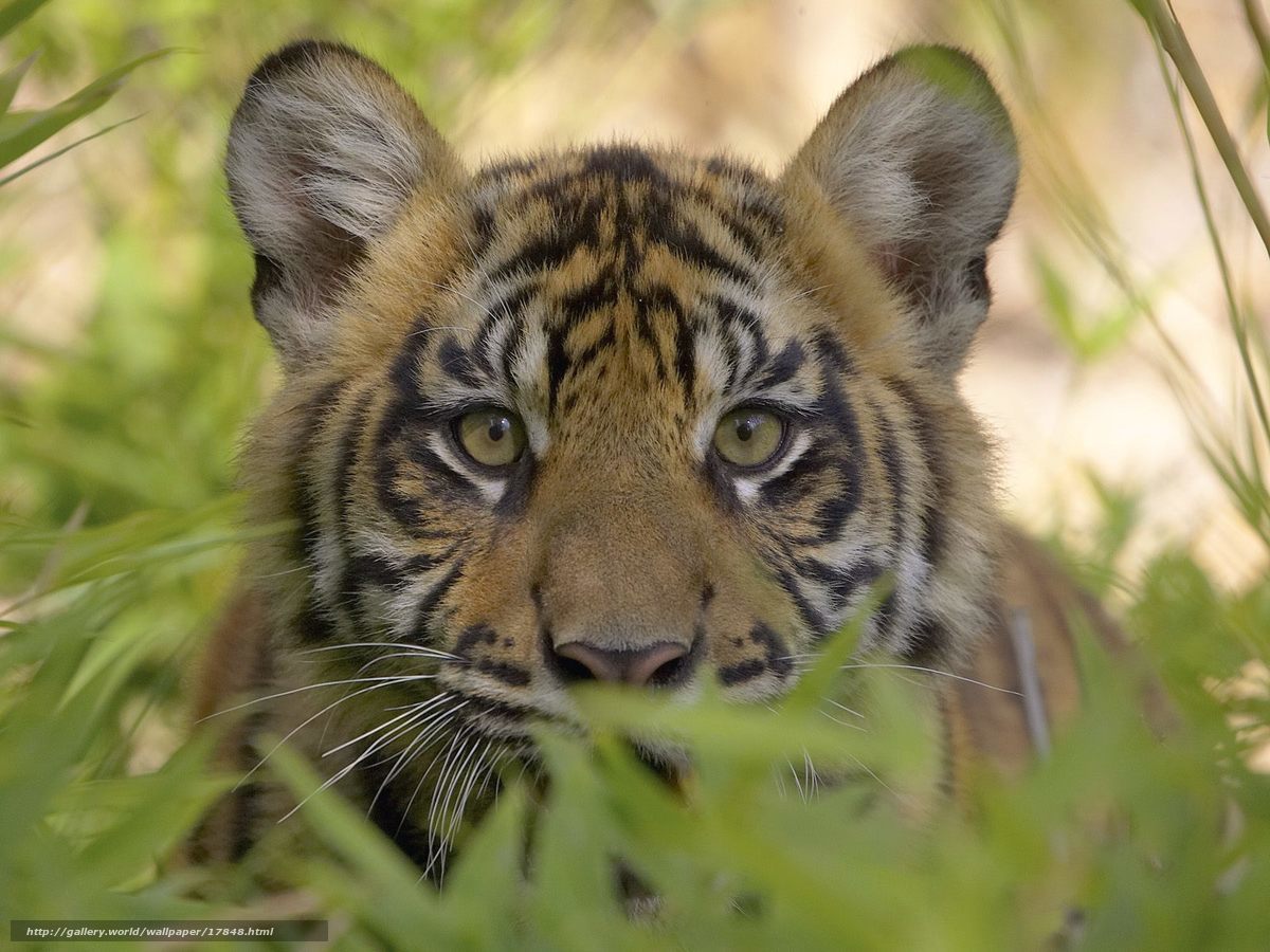 tiger cub in grass