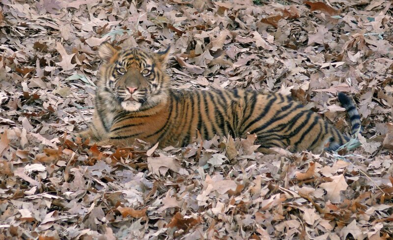 Tiger Cub in Leaves