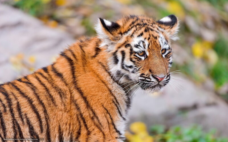 tiger cub in natural setting