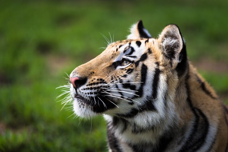 Tiger Cub in Profile