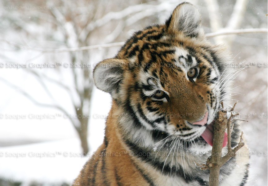 tiger cub in snow