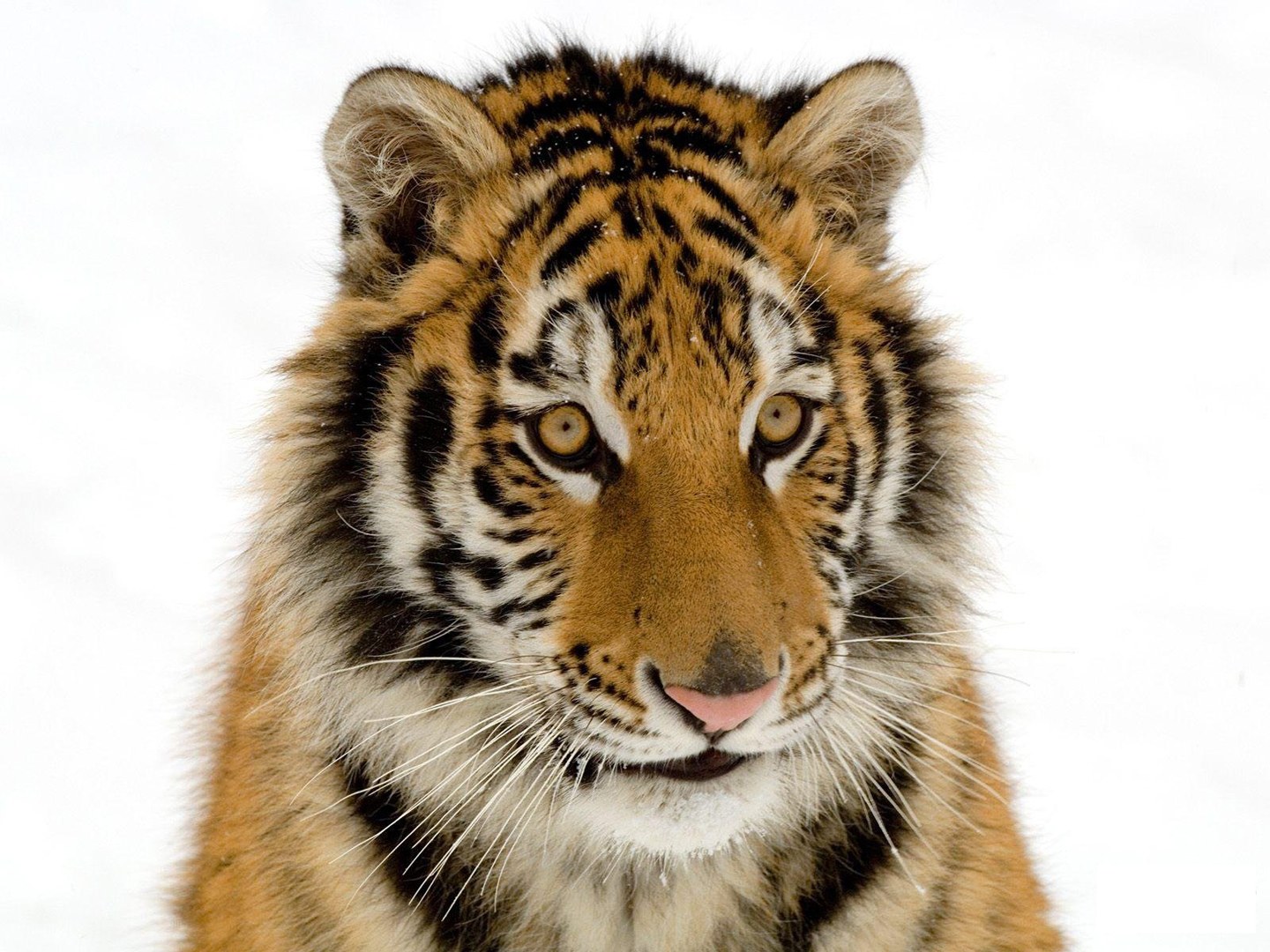 tiger cub in snow