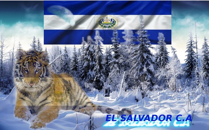 Tiger Cub in Snow — Blue