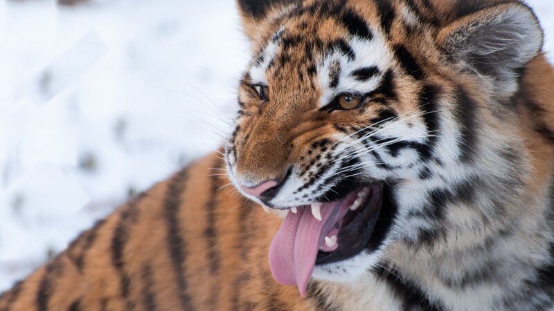 Tiger Cub in Snow — Orange, Alert