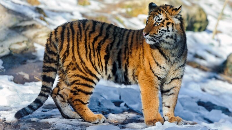 Tiger Cub in Snow — Orange, Alert, Winter, Photograph
