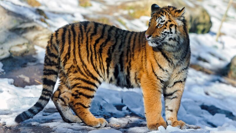 Tiger Cub in Snow — Orange, Alert, Winter
