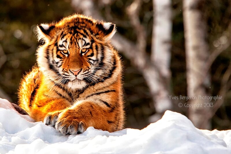 Tiger Cub in Snow — Orange, Calm, Winter, Photograph