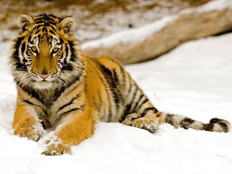 Tiger Cub in Snow — Orange, Calm, Winter